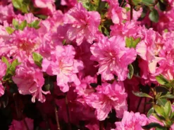 Japanische Azalee 'Petticoat' ® -Deutschland Garten Funk Verkaufs-Shop japanische azalee petticoat m003394 w 0 1