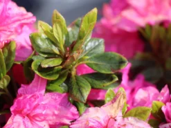 Japanische Azalee 'Petticoat' ® -Deutschland Garten Funk Verkaufs-Shop japanische azalee petticoat m003394 w 2