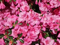 Japanische Azalee 'Pink For Help' ® -Deutschland Garten Funk Verkaufs-Shop japanische azalee pink for help m121182 w 1
