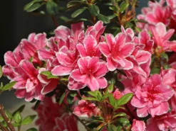 Japanische Azalee 'Pink Poetry' ®