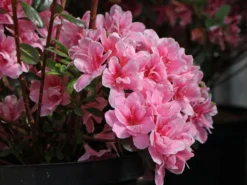 Japanische Azalee 'Pink Poetry' ® -Deutschland Garten Funk Verkaufs-Shop japanische azalee pink poetry m121036 w 0