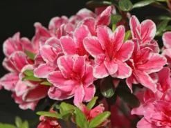 Japanische Azalee 'Pink Poetry' ® -Deutschland Garten Funk Verkaufs-Shop japanische azalee pink poetry m121036 w 3