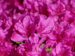 Japanische Azalee 'Purpurtraum' -Deutschland Garten Funk Verkaufs-Shop japanische azalee purpurtraum m002412 w 0