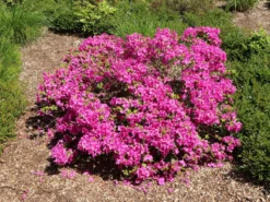 Japanische Azalee 'Purpurtraum' -Deutschland Garten Funk Verkaufs-Shop japanische azalee purpurtraum m002412 w 1