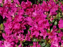 Japanische Azalee 'Purpurtraum' -Deutschland Garten Funk Verkaufs-Shop japanische azalee purpurtraum m002412 w 2