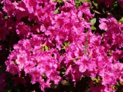 Japanische Azalee 'Purpurtraum' -Deutschland Garten Funk Verkaufs-Shop japanische azalee purpurtraum m002412 w 3