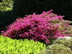 Japanische Azalee 'Purpurtraum' -Deutschland Garten Funk Verkaufs-Shop japanische azalee purpurtraum m002412 w 4