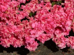 Japanische Azalee 'Rokoko' 12 Japanische Azalee 'Rokoko' -Deutschland Garten Funk Verkaufs-Shop japanische azalee rokoko m003350 w 0