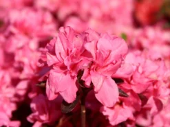 Japanische Azalee 'Rokoko' 13 Japanische Azalee 'Rokoko' -Deutschland Garten Funk Verkaufs-Shop japanische azalee rokoko m003350 w 1