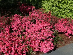 Japanische Azalee 'Rokoko' 10 Japanische Azalee 'Rokoko' -Deutschland Garten Funk Verkaufs-Shop japanische azalee rokoko m003350 w 2