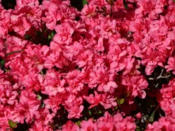 Japanische Azalee 'Rokoko' 11 Japanische Azalee 'Rokoko' -Deutschland Garten Funk Verkaufs-Shop japanische azalee rokoko m003350 w 3