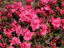 Japanische Azalee 'Rokoko' 9 Japanische Azalee 'Rokoko' -Deutschland Garten Funk Verkaufs-Shop japanische azalee rokoko m003350 w 5