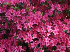 Japanische Azalee 'Rosalind' -Deutschland Garten Funk Verkaufs-Shop japanische azalee rosalind m003352 w 1