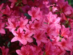 Japanische Azalee 'Rosalind' -Deutschland Garten Funk Verkaufs-Shop japanische azalee rosalind m003352 w 3