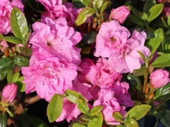 Japanische Azalee 'Rosinetta' ® 11 Japanische Azalee 'Rosinetta' ® -Deutschland Garten Funk Verkaufs-Shop japanische azalee rosinetta m003380 w 0