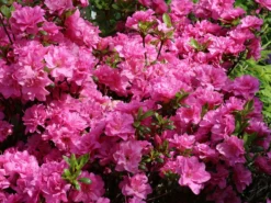 Japanische Azalee 'Rosinetta' ® 10 Japanische Azalee 'Rosinetta' ® -Deutschland Garten Funk Verkaufs-Shop japanische azalee rosinetta m003380 w 1