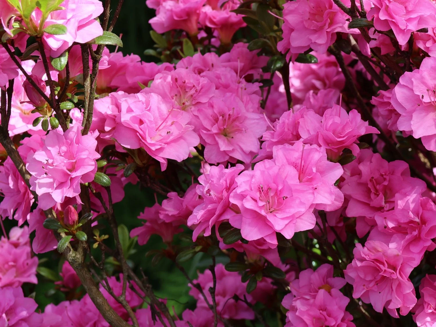 Japanische Azalee 'Rosinetta' ® 2 Japanische Azalee 'Rosinetta' ® – Bild 2