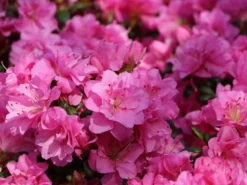 Japanische Azalee 'Rosinetta' ® 8 Japanische Azalee 'Rosinetta' ® -Deutschland Garten Funk Verkaufs-Shop japanische azalee rosinetta m003380 w 3