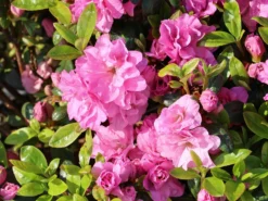 Japanische Azalee 'Rosinetta' ® 9 Japanische Azalee 'Rosinetta' ® -Deutschland Garten Funk Verkaufs-Shop japanische azalee rosinetta m003380 w 4