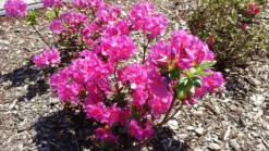 Japanische Azalee 'Rubinstern' -Deutschland Garten Funk Verkaufs-Shop japanische azalee rubinstern m003390 547500 0