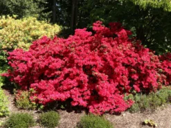 Japanische Azalee 'Rubinstern' -Deutschland Garten Funk Verkaufs-Shop japanische azalee rubinstern m003390 w 1