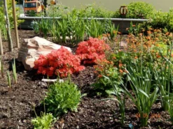 Japanische Azalee 'Satschiko' / Geisha Orange ® -Deutschland Garten Funk Verkaufs-Shop japanische azalee satschiko geisha orange m002414 411240 0