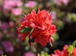 Japanische Azalee 'Satschiko' / Geisha Orange ® -Deutschland Garten Funk Verkaufs-Shop japanische azalee satschiko geisha orange m002414 w 1