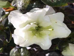 Japanische Azalee 'Schneeperle' ® -Deutschland Garten Funk Verkaufs-Shop japanische azalee schneeperle m003392 1016565 0