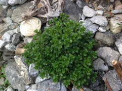 Japanische Azalee 'Schneeperle' ® -Deutschland Garten Funk Verkaufs-Shop japanische azalee schneeperle m003392 740911 0