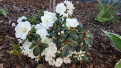 Japanische Azalee 'Schneeperle' ® -Deutschland Garten Funk Verkaufs-Shop japanische azalee schneeperle m003392 993801 0