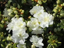 Japanische Azalee 'Schneeperle' ® -Deutschland Garten Funk Verkaufs-Shop japanische azalee schneeperle m003392 w 0
