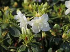 Japanische Azalee 'Schneeperle' ® -Deutschland Garten Funk Verkaufs-Shop japanische azalee schneeperle m003392 w 1