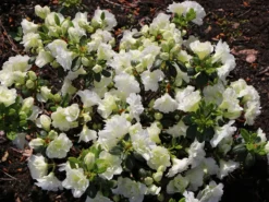 Japanische Azalee 'Schneeperle' ® -Deutschland Garten Funk Verkaufs-Shop japanische azalee schneeperle m003392 w 3