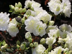 Japanische Azalee 'Schneeperle' ® -Deutschland Garten Funk Verkaufs-Shop japanische azalee schneeperle m003392 w 4