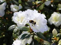 Japanische Azalee 'Schneeperle' ® -Deutschland Garten Funk Verkaufs-Shop japanische azalee schneeperle m003392 w 5