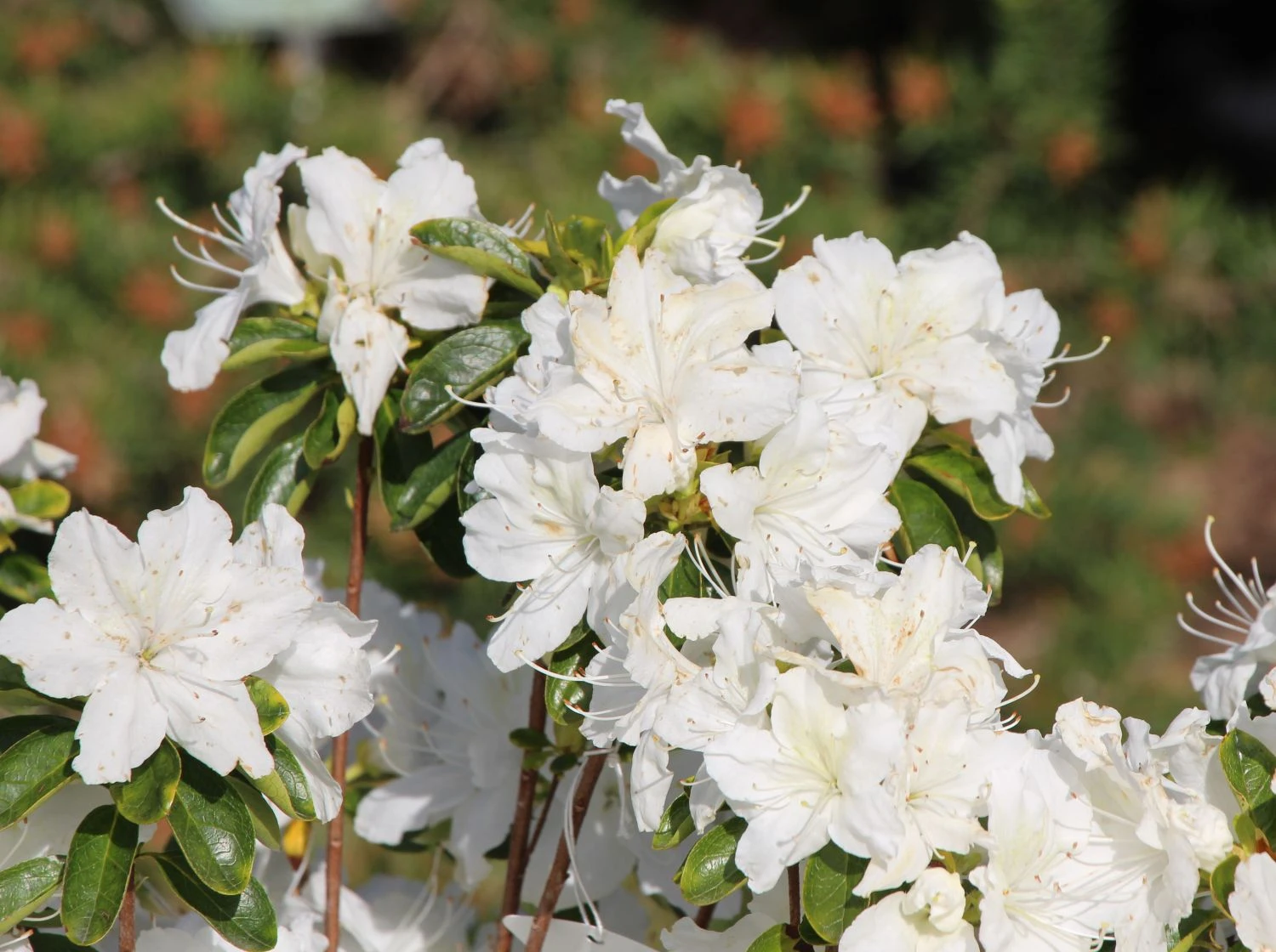 Japanische Azalee 'Schneesturm' 2 Japanische Azalee 'Schneesturm' – Bild 2