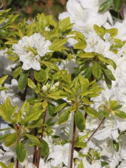 Japanische Azalee 'Schneesturm' 9 Japanische Azalee 'Schneesturm' -Deutschland Garten Funk Verkaufs-Shop japanische azalee schneesturm m004154 w 1