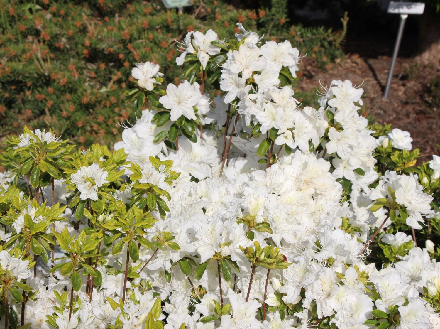 Japanische Azalee 'Schneesturm' 3 Japanische Azalee 'Schneesturm' – Bild 3