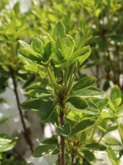 Japanische Azalee 'Schneesturm' 11 Japanische Azalee 'Schneesturm' -Deutschland Garten Funk Verkaufs-Shop japanische azalee schneesturm m004154 w 4