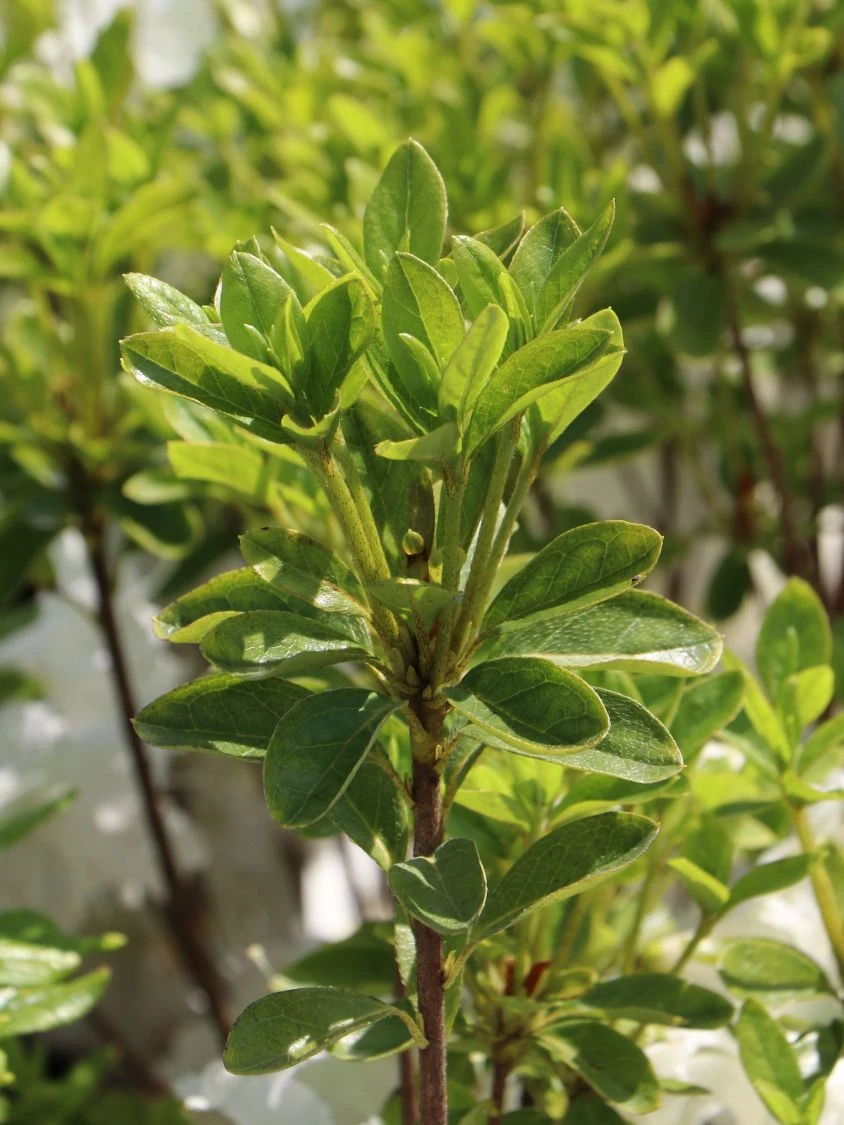 Japanische Azalee 'Schneesturm' 6 Japanische Azalee 'Schneesturm' – Bild 6