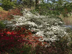 Japanische Azalee 'Schneewittchen' -Deutschland Garten Funk Verkaufs-Shop japanische azalee schneewittchen m006908 w 0