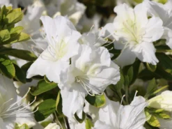 Japanische Azalee 'Schneewittchen' -Deutschland Garten Funk Verkaufs-Shop japanische azalee schneewittchen m006908 w 1