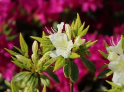 Japanische Azalee 'Schneewittchen' -Deutschland Garten Funk Verkaufs-Shop japanische azalee schneewittchen m006908 w 3