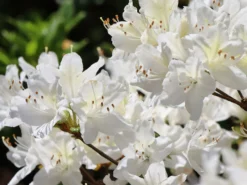 Japanische Azalee 'Schneewittchen' -Deutschland Garten Funk Verkaufs-Shop japanische azalee schneewittchen m006908 w 5