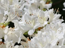 Japanische Azalee 'Schneewittchen' -Deutschland Garten Funk Verkaufs-Shop japanische azalee schneewittchen m006908 w 6