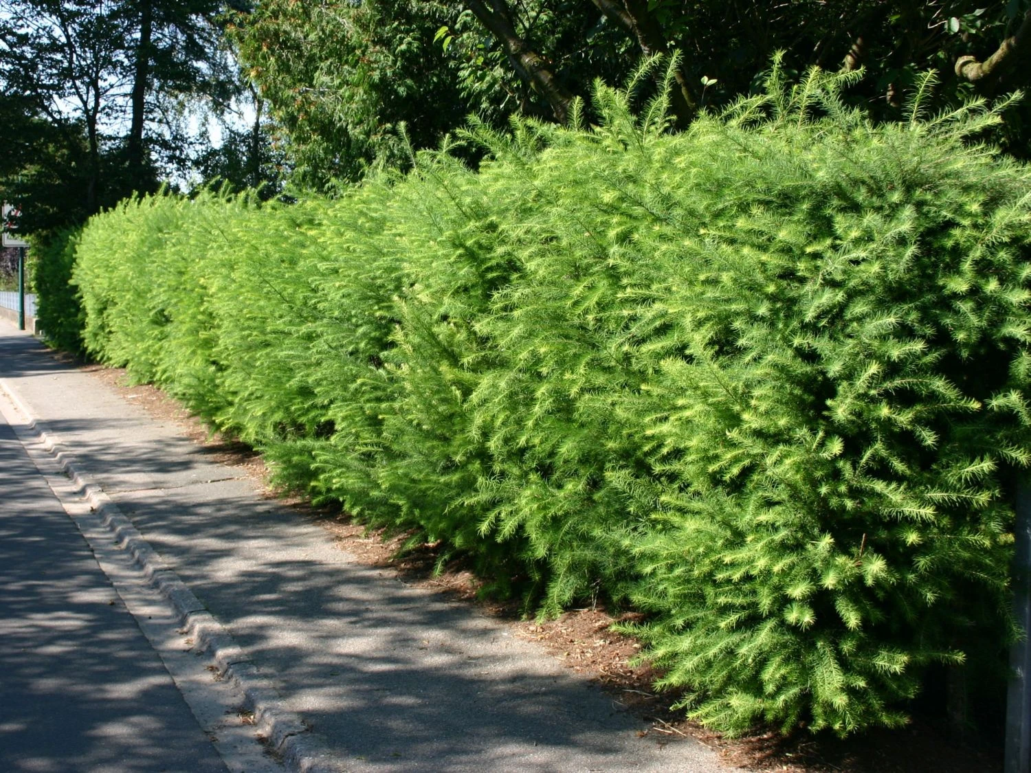 Japanische Lärche 1 Japanische Lärche