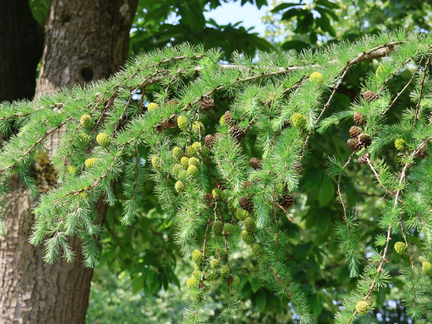 Japanische Lärche 2 Japanische Lärche – Bild 2