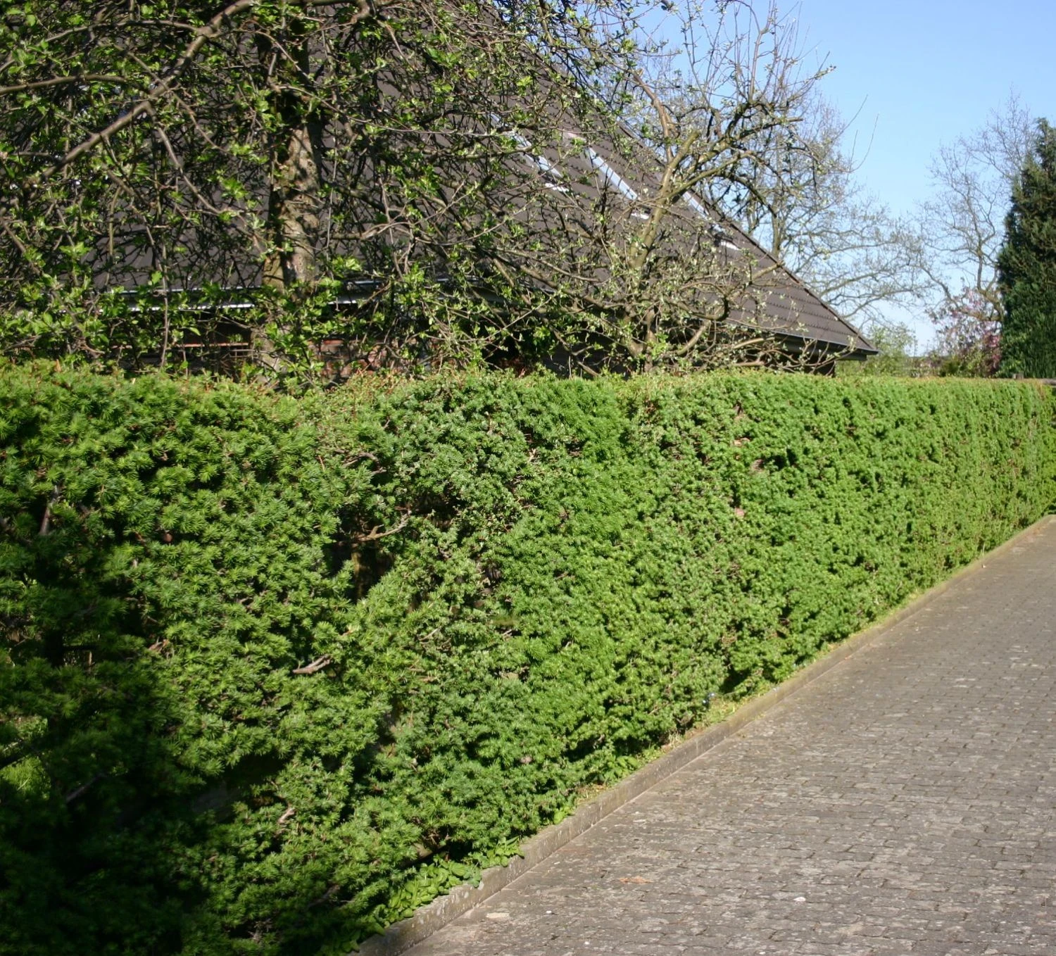 Japanische Lärche 6 Japanische Lärche – Bild 6