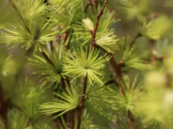 Japanische Lärche 18 Japanische Lärche -Deutschland Garten Funk Verkaufs-Shop japanische laerche m008989 w 2