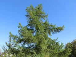 Japanische Lärche 12 Japanische Lärche -Deutschland Garten Funk Verkaufs-Shop japanische laerche m008989 w 3